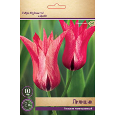Тюльпан Лилишик