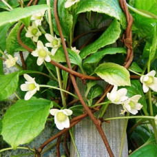 Лимонник китайский