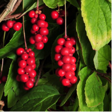 Лимонник китайский Садовый № 1