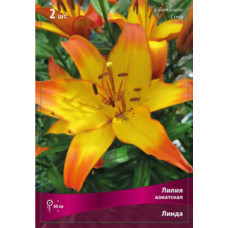 Лилия Линда (азиатская)