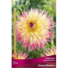 Георгина Линдси Мишель (бахромчатая)