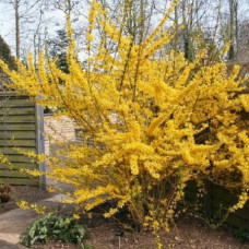 Форзиция промежуточная Линвуд Голд