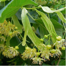 Липа крупнолистная