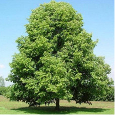 Липа мелколистная