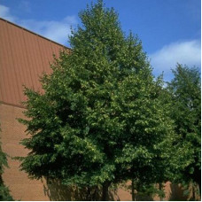 Липа мелколистная Гринспайр