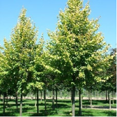 Липа европейская Паллида