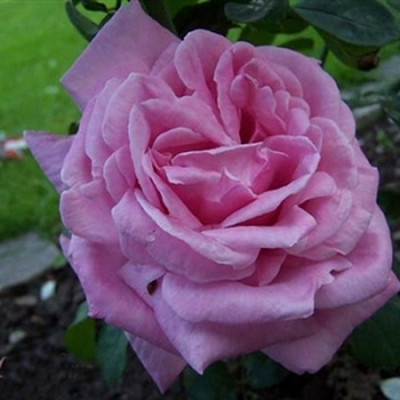 Роза чайно-гибридная Липарфюм