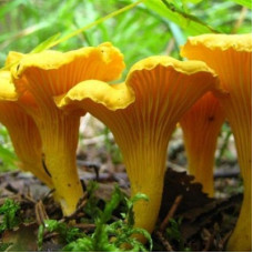 Лисички (мицелий на компосте, 60 мл)