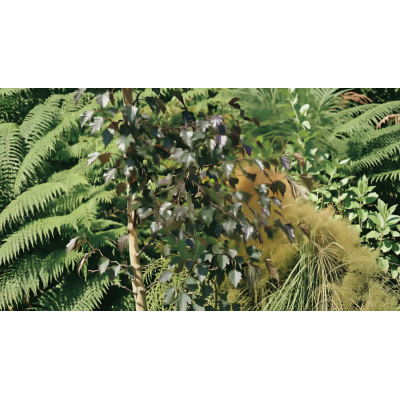 Береза повислая Роял Фрост