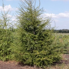 Лиственница европейская