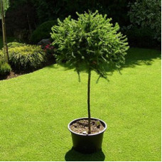 Лиственница европейская Корник