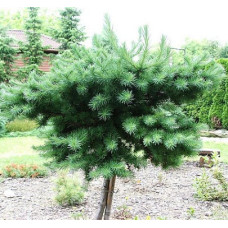 Лиственница японская Блю Двоф