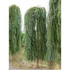 Лиственница японская Стиф Випер