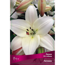 Лилия Литовен (ЛА-гибрид)