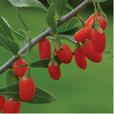 Годжи (лициум) Нью Биг