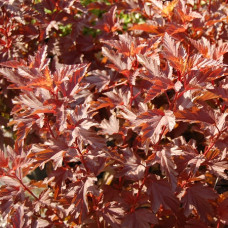 Пузыреплодник калинолистный Литл Энжел