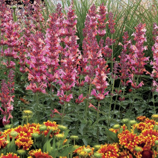 Лофант (Агастахис) Кудос Амбросия 