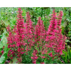 Лофант (Агастахис) Кудос Корал 