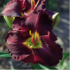 Лилейник гибридный Лонгфилдз Блэк Мэджик