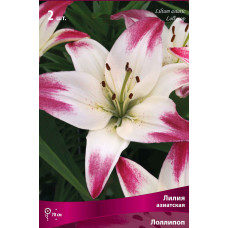 Лилия Лоллипоп (азиатская)