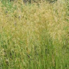 Луговик дернистый (Щучка дернистая) Голдшлеер