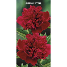 Пион травянистый Луи ван Хаутте