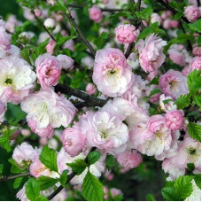 Миндаль трехлопастной (Луизеания) Снега Уимуры