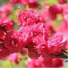 Миндаль трехлопастной (Луизеания) Танюша