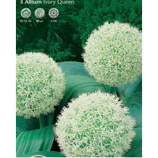 Лук декоративный Айвори Квин