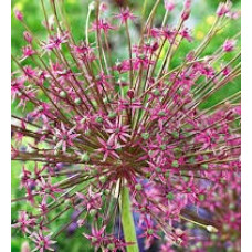 Лук декоративный Шуберта