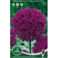 Лук декоративный Афлатунский 