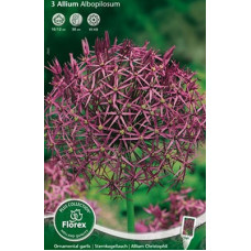 Лук декоративный Беловолосистый