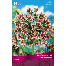 Лук декоративный Болгарский