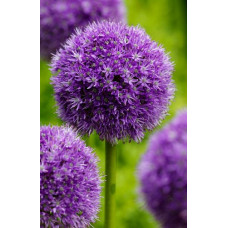 Лук декоративный Гладиатор