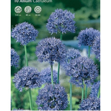 Лук декоративный Голубой