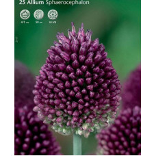 Лук Круглоголовый