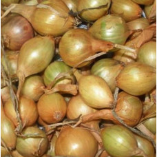 Лук-севок Турбо, 1 кг