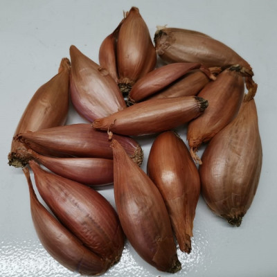 Лук-севок Шалот банановый (0.5 кг)