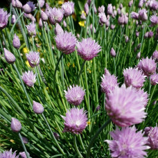 Лук шнитт (Лук скорода)  