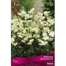 Лабазник обыкновенный Плена 