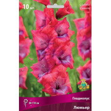 Гладиолус Люмьер (крупноцветковый) 