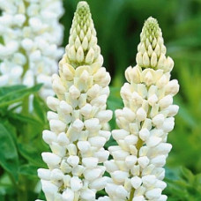 Люпин многолистный Аист белый  