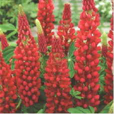 Люпин многолистный Май Кастл  