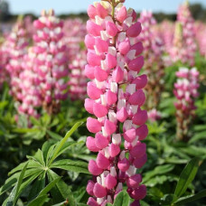 Люпин многолистный Зе Чейтелейн  