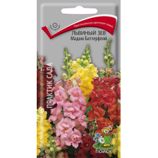 Львиный зев Мадам Баттерфляй