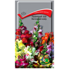 Львиный зев Магический ковер