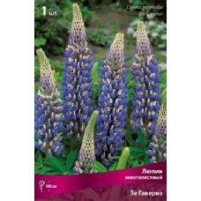 Люпин многолистный Зе Гавернэ