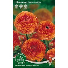 Лютик Ориндж