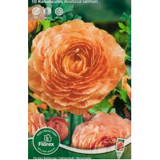 Лютик Сэлмон