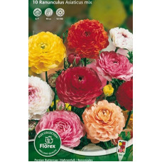 Лютик азиатский Смесь окрасок